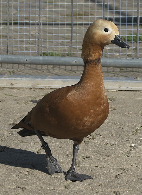 历史上成功